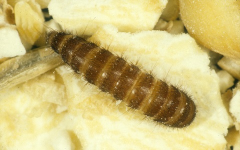 Larva de una especie de escarabajo de las alfombras, plaga en viviendas